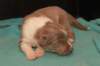 honey14daysold3_small.jpg