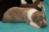 honey14daysold4_small.jpg