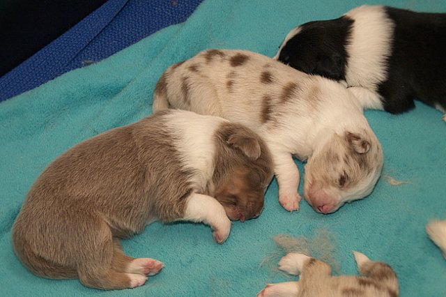 honey15daysold.jpg