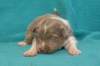 honey15daysold2_small.jpg