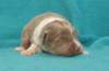 honey15daysold3_small.jpg