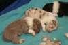 honey15daysold_small.jpg