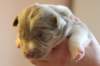 honey16daysold2_small.jpg