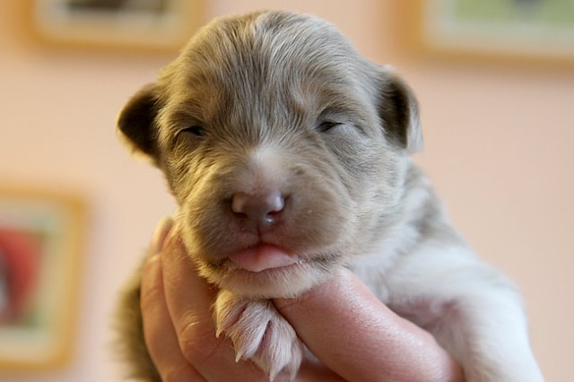honey16daysold3.jpg