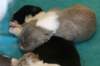 honey16daysold_small.jpg
