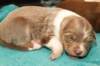 honey17daysold2_small.jpg