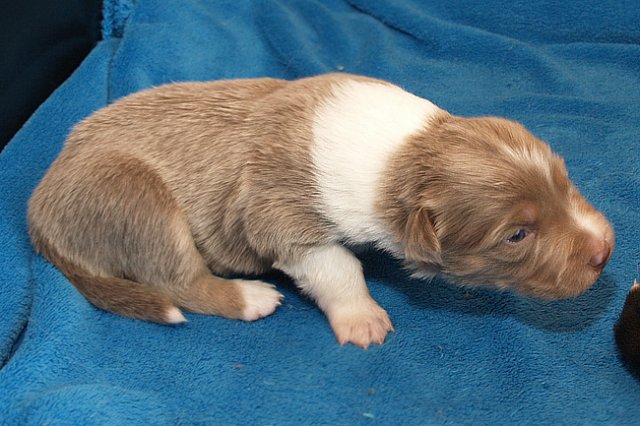 honey17daysold3.jpg