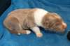 honey17daysold3_small.jpg