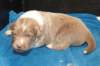 honey17daysold4_small.jpg
