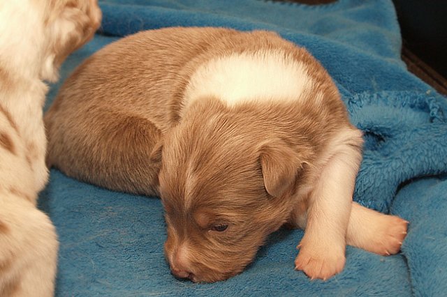 honey17daysold5.jpg