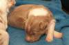 honey17daysold5_small.jpg