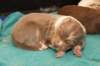 honey17daysold_small.jpg