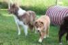 honey1year2monthskami45monthsold_small.jpg