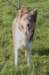 honey1year2monthsold3_small.jpg