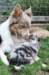 honey1year3monthskwikpup135daysold2_small.jpg