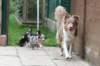 honey1year3monthskwikpup135daysold_small.jpg