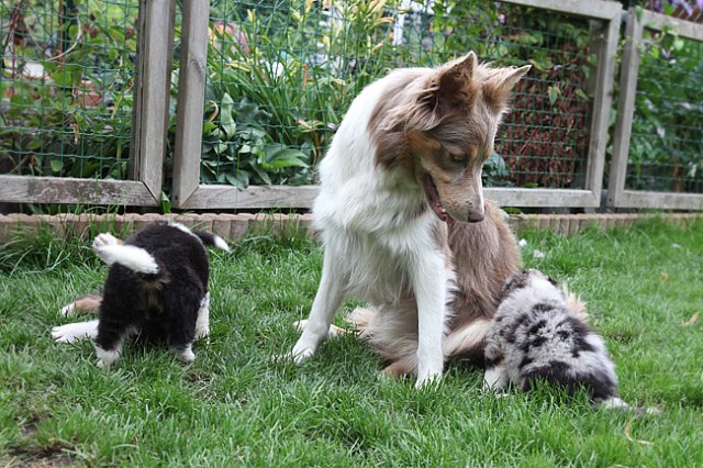 honey1year3monthskwikpups35daysold2.jpg