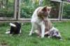 honey1year3monthskwikpups35daysold2_small.jpg