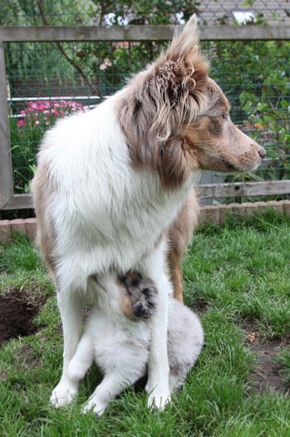 honey1year3monthskwikwish35daysold.jpg