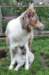 honey1year3monthskwikwish35daysold_small.jpg