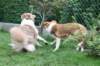 honey1year3monthsnim55monthsold2_small.jpg