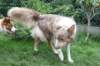 honey1year3monthsnim55monthsold3_small.jpg