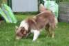 honey1year3monthsold3_small.jpg