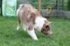 honey1year3monthsold4_small.jpg