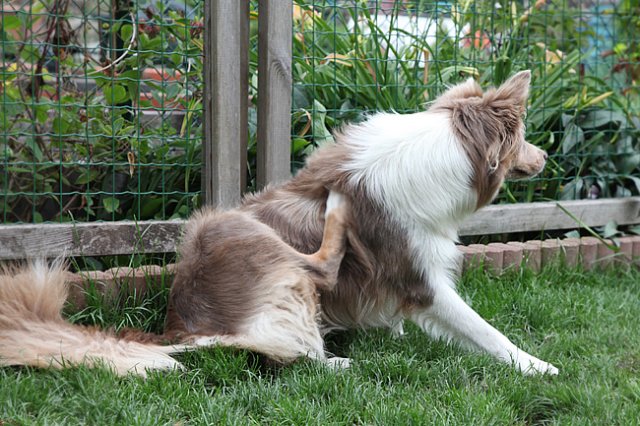 honey1year3monthsold5.jpg