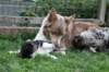 honey1year3monthswithkwikkokapup135daysold_small.jpg