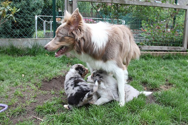 honey1year3monthswithkwikpup1wish35daysold.jpg