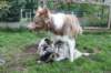 honey1year3monthswithkwikpup1wish35daysold_small.jpg