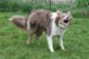 honey1yearold10_small.jpg