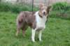 honey1yearold7_small.jpg