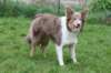 honey1yearold8_small.jpg