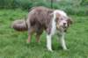 honey1yearold9_small.jpg