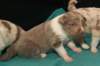 honey20daysold2_small.jpg