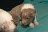honey20daysold3_small.jpg