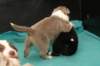 honey20daysold4_small.jpg