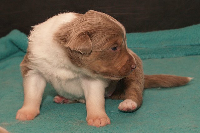 honey20daysold6.jpg