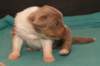 honey20daysold6_small.jpg