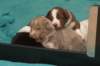 honey20daysold_small.jpg