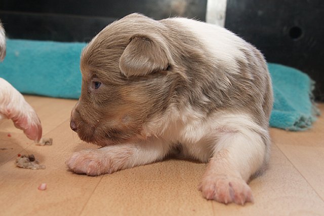 honey21daysold.jpg