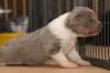 honey21daysold2_small.jpg