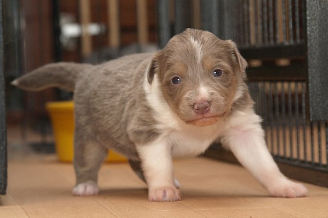 honey21daysold3.jpg