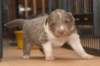 honey21daysold3_small.jpg
