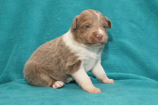 honey22daysold.jpg