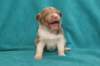 honey22daysold10_small.jpg