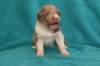 honey22daysold11_small.jpg