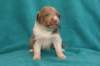 honey22daysold12_small.jpg